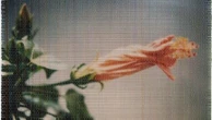 Rencontres de la photographie d'Arles : cinq échappées dans le festival Off