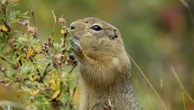 De l'ADN de mammouth retrouvé dans des excréments congelés d'écureuil au Canada, selon une étude