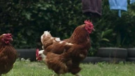 Poules pondeuses : des animaux de compagnies qui permettent de faire des économies