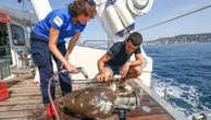 Au large de Cannes, des archéologues sauvent du pillage une épave datant de l'Antiquité