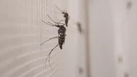 Chikungunya : l'enjeu d'empêcher la contamination dans l'Hexagone