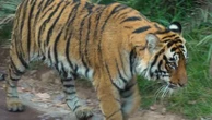 Immersion dans la jungle indienne, royaume des créatures redoutées entre sangsues et serpents