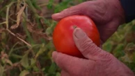"On songe à s'équiper de caméras" : les vols de fruits et légumes, le nouveau fléau des agriculteurs et particuliers