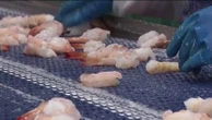 Droits de douane aux États-Unis : un nouvel espoir pour les éleveurs de crevettes américains ?