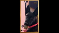 Cannes 2026 : la chienne Yuri remporte la Palme Dog