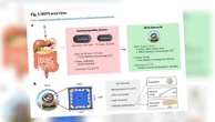 Des scientifiques mettent au point un thermomètre miniature à avaler pour surveiller la température corporelle interne