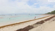 Guadeloupe : une kitesurfeuse piégée dans les sargasses qui envahissent les Antilles