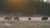 En Pologne, la forêt primaire de Białowieża, intacte depuis 10 000 ans, est le refuge des bisons d'Europe
