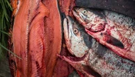 Des boîtes de saumon périmées depuis près de 50 ans révèlent l'état de santé des océans