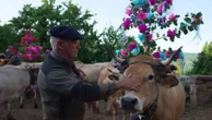 L'Aubrac fait le plein de visiteurs et entretient ses traditions pour la transhumance