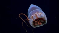"Je regarde depuis quatre ou cinq jours" : en Argentine, une expédition sous-marine devient un phénomène national