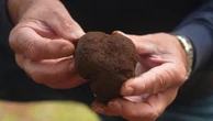 Gastronomie : en Australie, la truffe noire du Périgord prend racine