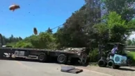 États-Unis : 250 millions d'abeilles échappées d'un camion