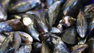 "Les gens aimeraient les manger toute l'année" : dans le Morbihan, les moules de bouchot font leur retour