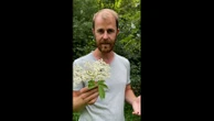 Plantes sauvages comestibles : règles et conseils d'un botaniste