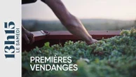 "13h15 le samedi". Premières vendanges