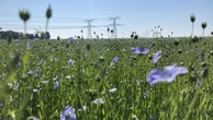 Du champ au dressing, à la découverte de la plus ancienne des fibres textiles avec la coopérative normande Terre de lin