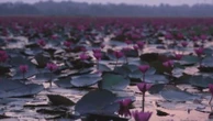 Malarikkal : Les eaux enchantées du Kerala