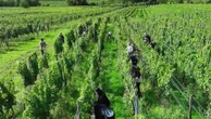 Alsace : échappée sportive et gastronomique sur la route des vins