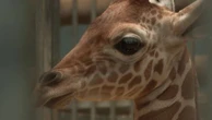 Girafon, fourmilier… Les naissances s'enchaînent au zoo de Beauval