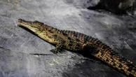 "Tu songes à t'évader? Réfléchis-y à deux fois" : Israël autorise l'utilisation de crocodiles pour dissuader d'éventuelles évasions de prisons