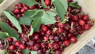 "On ne peut pas les stocker" : les 2 000 producteurs français appellent les consommateurs à manger des cerises