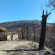 Nettoyer, replanter, diversifier… Comment on reconstruit les forêts après un incendie