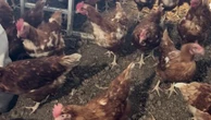 Détection de salmonelle : 8 000 poules vont être abattues malgré l'absence de contamination au sein de l'élevage