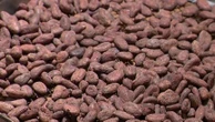 Du métal lourd dans le cacao ? Pourquoi faut-il modérer notre consommation de chocolat