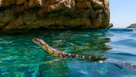 À Ibiza, pourquoi les serpents nageurs inquiètent les touristes, comme les scientifiques ?