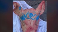 Têtes de cochons devant les mosquées : un éleveur fait des révélations sur le profil des suspects
