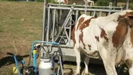 Dermatose nodulaire bovine : les agriculteurs se mobilisent pour s’entraider
