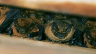 Chauves-souris : ces petits mammifères qui protègent nos jardins et nos cultures