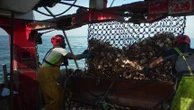 Coquilles Saint-Jacques : abondantes et abordables en ce début de saison