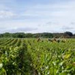 "Comme un esclave, on doit courir toute la journée" : dans la Marne, des sous-traitants jugés pour avoir exploité plus d'une cinquantaine de vendangeurs