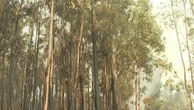 Eurozapping : plusieurs hectares de forêt ravagés au Portugal