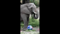 Coupe du monde 2026 : Pronos d'animaux, sosie de Shakira, défilés fashion... Bienvenue dans l'Extra Time