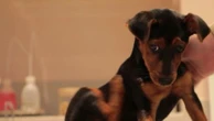 Vols de chiens : le phénomène prend de l’ampleur et touche toutes les régions