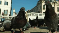 Italie : à Venise, des faucons pour faire fuir les pigeons et goélands
