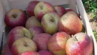 Normandie : croquante, en jus ou en cuisine… La pomme de saison dans tous ses états