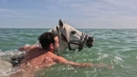 À Oléron, les baignades à cheval permettent de rafraîchir cavaliers et montures à la plage