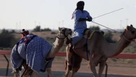 Dubaï : dans les coulisses de la tradition millénaire des courses de dromadaires, véritable passion de l'émirat