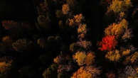 Canada : les forêts du Québec, les plus belles palettes d'automne