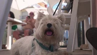 Vacances d'été : les restaurants "dog friendly", un plus pour les touristes, leurs animaux et les commerçants