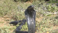 Un cobra venimeux recherché dans la commune de Castelginest, près de Toulouse, les collèges, les parcs et jardins fermés