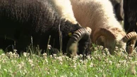 Initiative : des moutons pour tondre l’herbe des particuliers