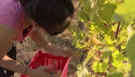 Vendanges : elles sont en avance à cause des fortes chaleurs
