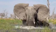 Safaris : plusieurs attaques d’éléphants recensées