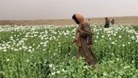 La culture d'opium en Afghanistan a baissé de 20% en 2025, selon l'ONU