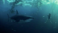 "Sous la Seine" avec Bérénice Bejo, numéro 1 des films les plus vus sur les plateformes en France en 2024